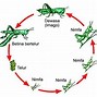 Tahap Metamorfosis Tidak Sempurna Pada Jangkrik